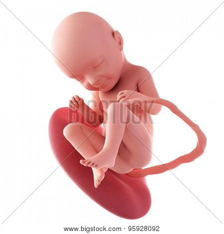 medical accurate illustration of a fetus - week 33