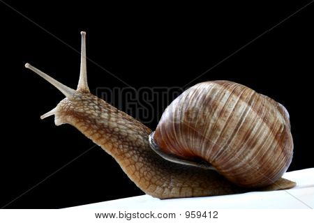 Schnecke