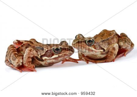Zwei Frösche