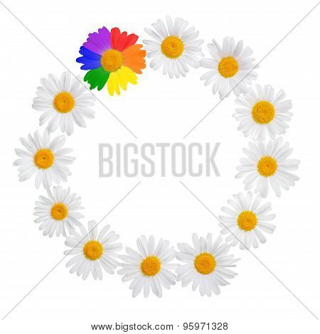 Chamomile Concept Chamomile Frame Concept With Gay Culture Symbol, Lgbt Sign Is Isolated On White Ba
