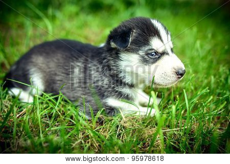 Pretty Little Husky Puppy Outdoor In The Garden