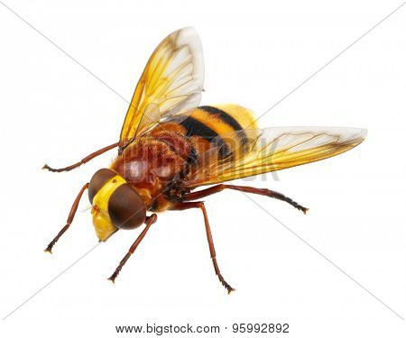 Horsefly isolated on white