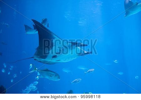 Underwater shot of manta ray, also known as the devil fish