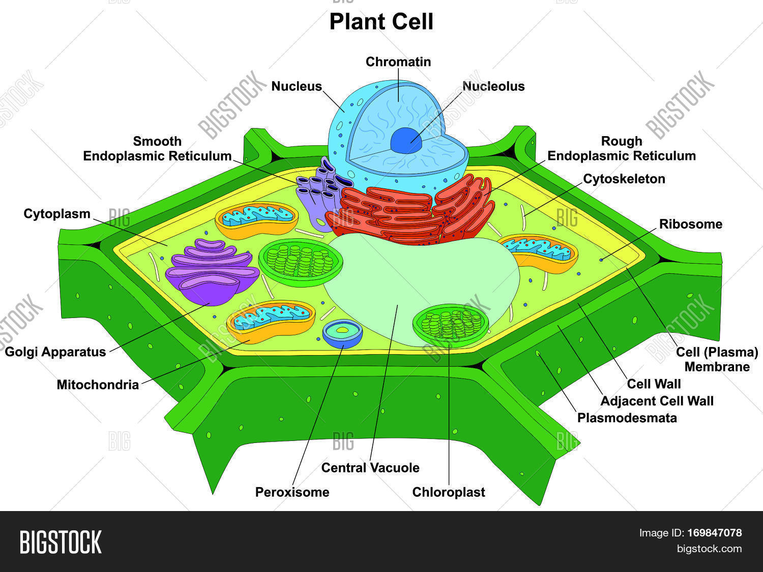 chlorophyll in a plant cell