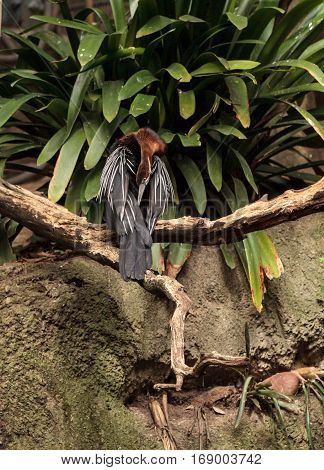 African Darter Known As Anhinga Rufa Rufa