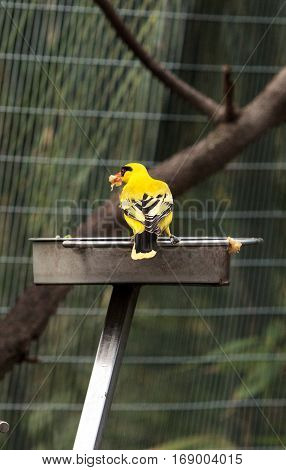 African Golden Oriole Oriolus Auratus