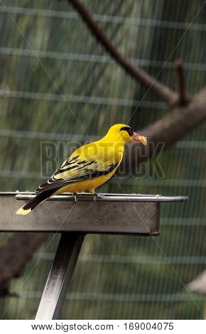 African Golden Oriole Oriolus Auratus