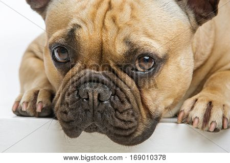 Portrait of beautiful young French buldog girl dog.  Isolated over white background. Closeup studio shot. Copy space.
