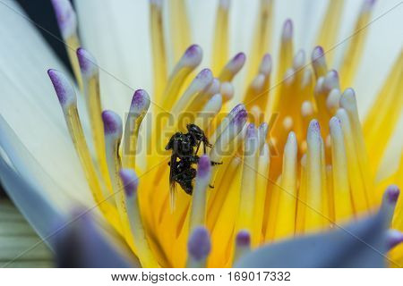 Stingless Bee In The Lotus