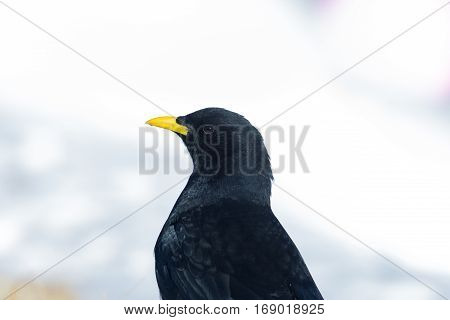 Portrait of isolated alpine chough (Pyrrhocorax graculus)
