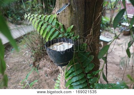 The Collection Of Rubber Resin From The Tree