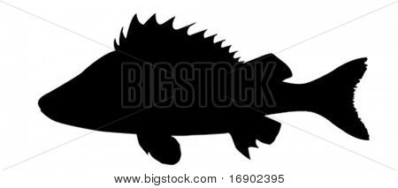vector silhouette of the ruff but white background