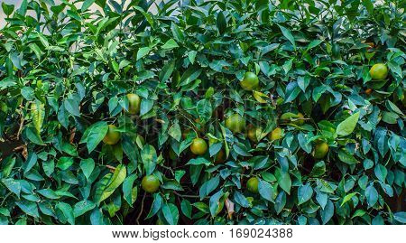 green oranges