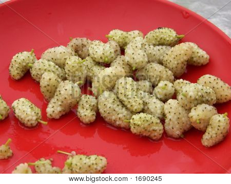 Gelso bianco