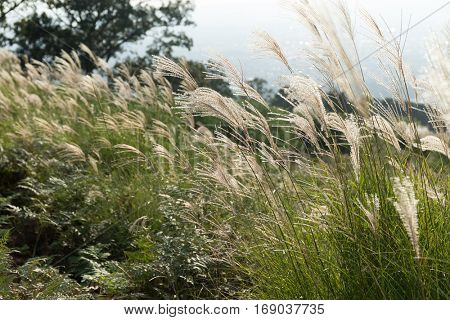 Mountain with Chinese silvergrass
