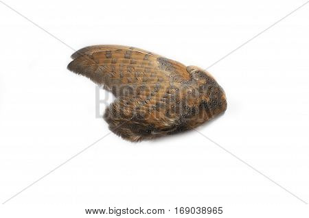 Single owl wings from the outer side
