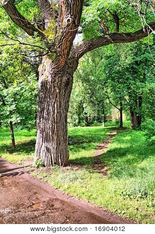 roble en el Parque