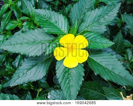 Nature view of yellow flowers blooming in garden under sunlight