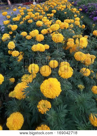 Nature view of yellow flowers blooming in garden under sunlight