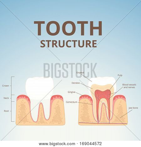 medical diagram of the structure of the inside cross-section of the tooth
