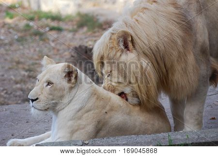 Couple of lions is ready for mating at the zoo
