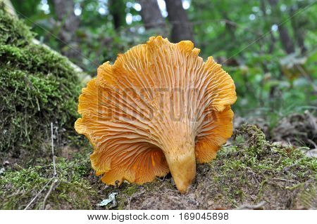 Chanterelle mushroom in the wood, CANTHARELLUS CIBARIUS