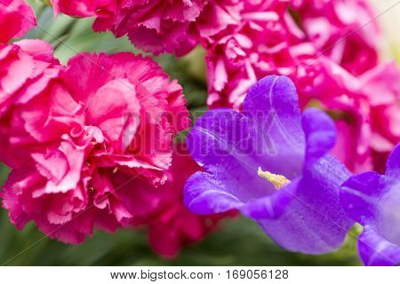 Canterbury bells flower in front of pink carnation flowers
