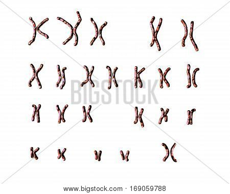 Normal human female karyotype, unlabeled. 3D illustration