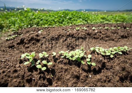 A lot of green sesame cotyledons on field ridges under sky