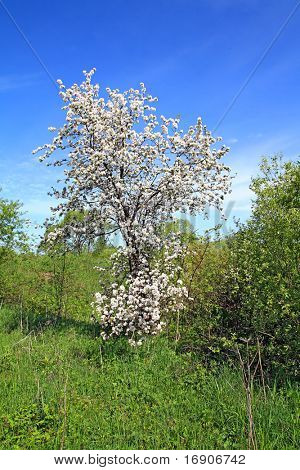albero selvatico aple