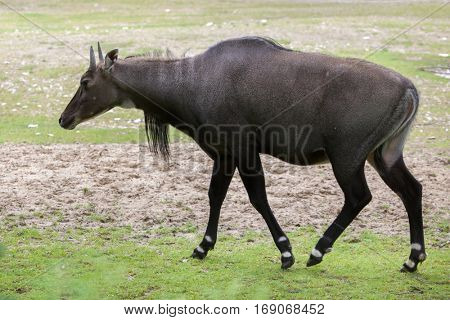 Nilgai (Boselaphus tragocamelus), also known as the nilgau or blue bull.