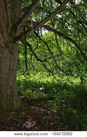 A swing in a big tree in the spring