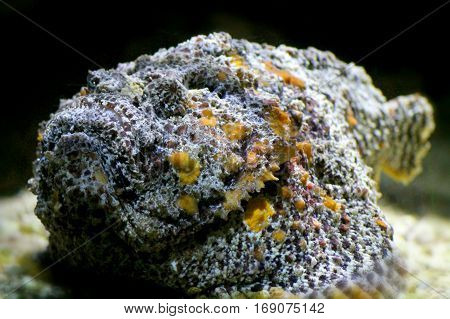 Stone Fish  (synanceia verrucosa) close up underwater portrait.