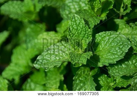 Close up green leaf - Kitchen Mint or Marsh Mint