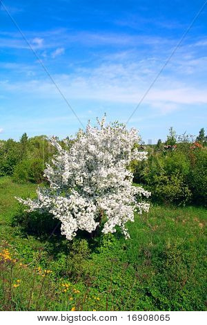 albero selvatico aple