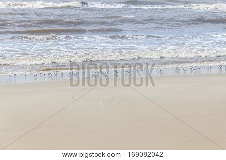 Sanderling At The Beach