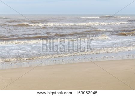 Sanderling At The Beach
