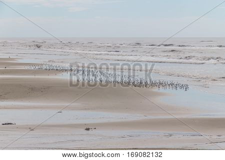 Sanderling At The Beach