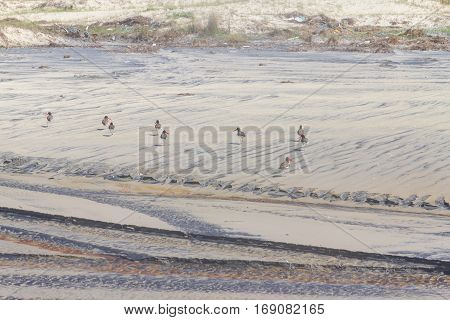 American Oystercatcher At The Beach