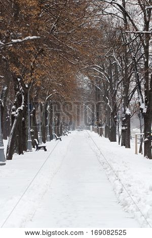 vertical front view of a empty city park alley with trees and snow in winter time