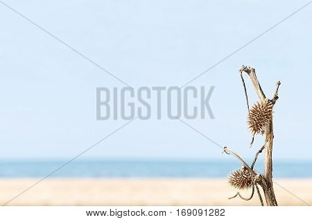 Dried Burdock branch on sandy desert and coastline background taken closeup.