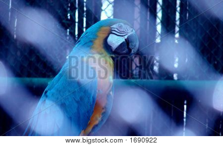 Parrot2