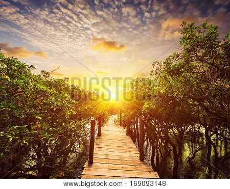 Tropical exotic travel concept - wooden bridge in flooded rain forest jungle of mangrove trees near Kampong Phluk village, Cambodia