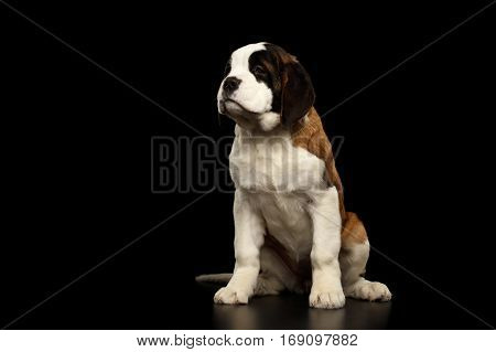 Gorgerous Saint Bernard Puppy Sitting and waiting on Isolated Black Background, Front view