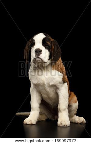 Gorgerous Saint Bernard Puppy Sitting and waiting on Isolated Black Background, Front view