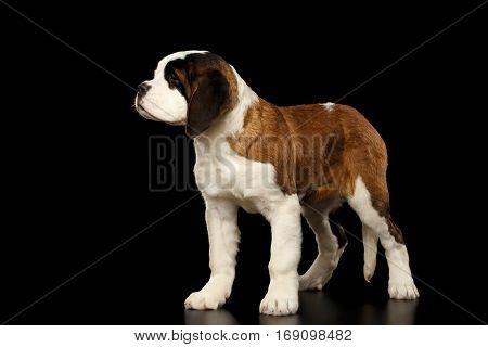 Gorgerous Saint Bernard Puppy Standing on Isolated Black Background, side view