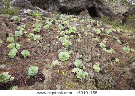 Flora of Gran Canaria - Aeonium plants on wet rock in nature park Tamadaba