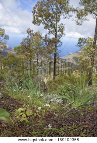 Flora Of Gran Canaria