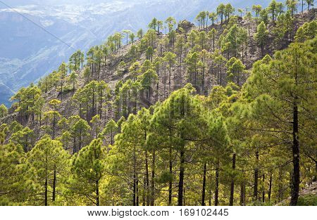 Central Gran Canaria