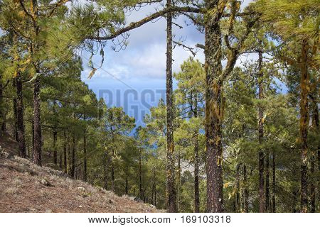 Central Gran Canaria